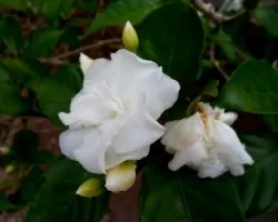 Tabernaemontana divaricata