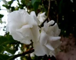 Tabernaemontana divaricata