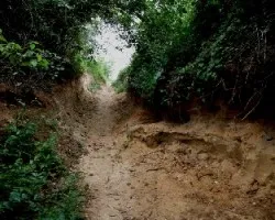 Camino en el bosque seco