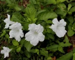 Petunia hybrida