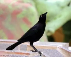 Quiscalus lugubris
