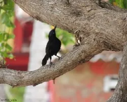 Quiscalus lugubris