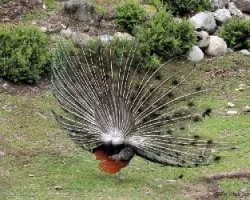 Pavo cristatus