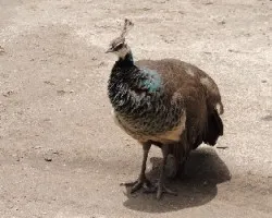 Pavo cristatus