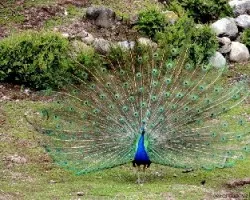 Pavo cristatus