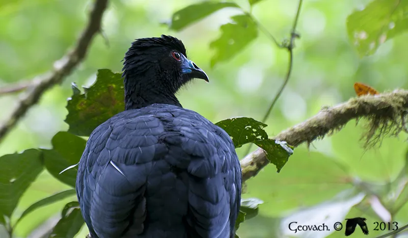 Reserva Biológica Monteverde