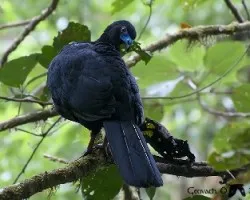 Chamaepetes unicolor