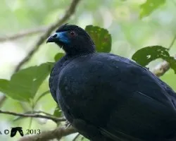 Chamaepetes unicolor