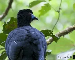 Chamaepetes unicolor