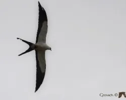 Elanoides forficatus
