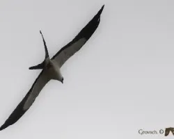 Elanoides forficatus
