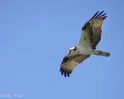 Pandion haliaetus