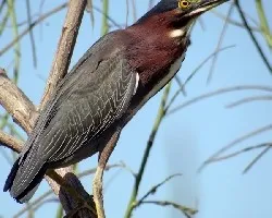 Butorides virescens