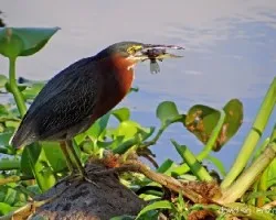 Butorides virescens