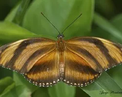 Dryadula phaetusa