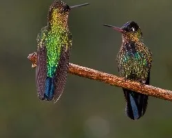 Panterpe insignis
