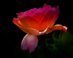 Rosa