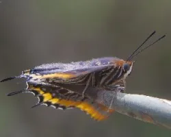 Charaxes jasius