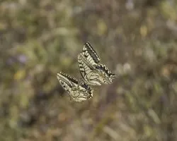 Papilio machaon