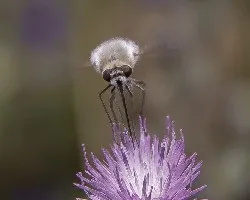 Bombilidae
