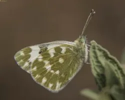 Pontia daplicide