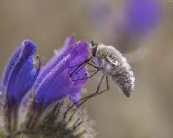 Bombilidae