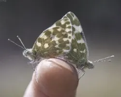 Pontia daplicide