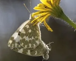 Pontia daplicide
