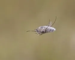 Bombilidae