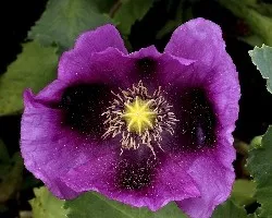 Papaver somniferum