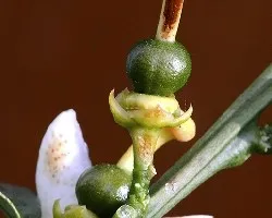 Naranja