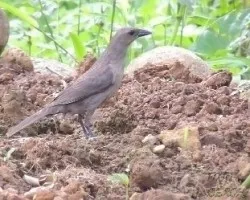 Molothrus bonariensis