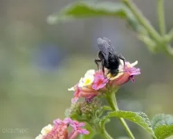 Abejorro