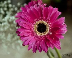 Gerbera jamesonii