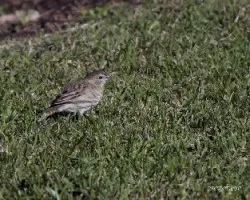 Sicalis flaveola