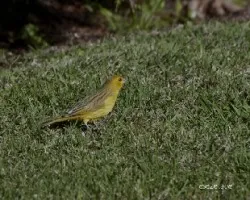 Sicalis flaveola
