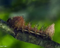 Oruga