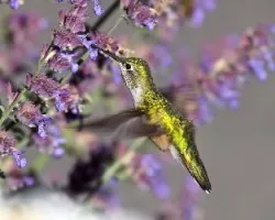 Colibrí