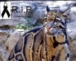 R. i. p leopardo nublado