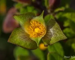 Cistus salviifolius