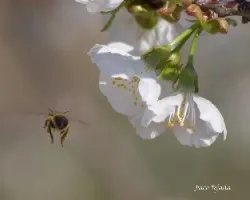 Apis mellifera