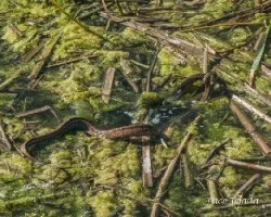 Natrix maura