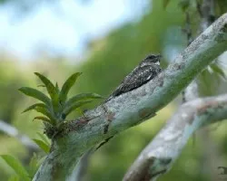 Chordeiles minor