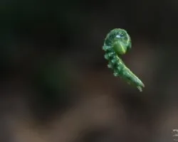 Vuelo prematuro