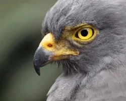 Buteo magnirostris