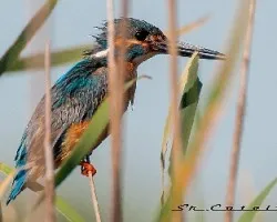 Alcedo atthis