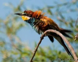 Merops apiaster
