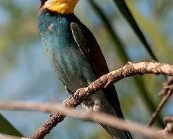 Merops apiaster