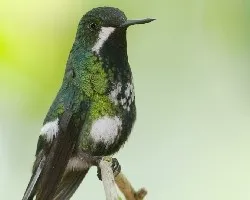 Discosura conversii
