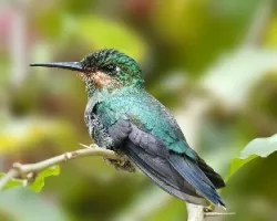 Heliodoxa jacula